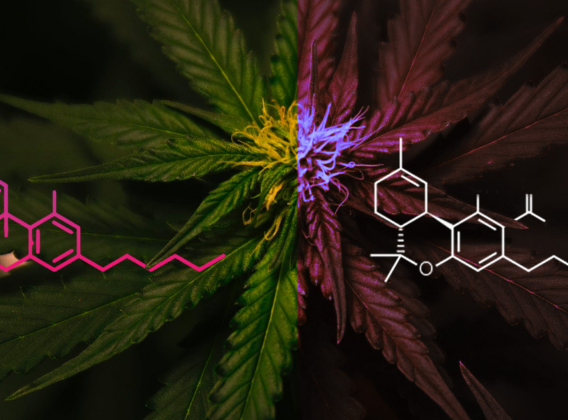 Strainn Strain Spotlights: Exploring the Spectrum - The Green Standard